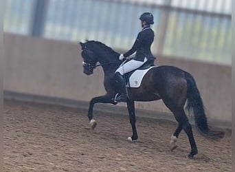 Hannoveraner, Wallach, 3 Jahre, 165 cm, Schwarzbrauner