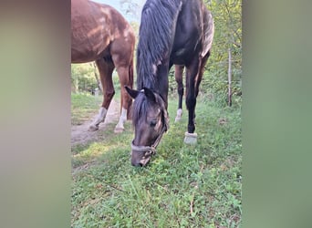 Hannoveraner, Wallach, 3 Jahre, 165 cm, Schwarzbrauner