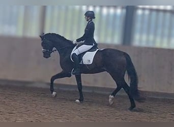Hannoveraner, Wallach, 3 Jahre, 165 cm, Schwarzbrauner
