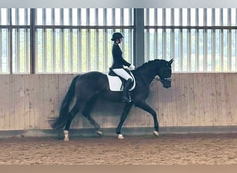 Hannoveraner, Wallach, 3 Jahre, 165 cm, Schwarzbrauner