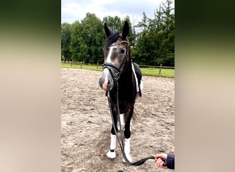 Hannoveraner, Wallach, 3 Jahre, 166 cm, Apfelschimmel