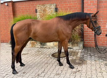 Hannoveraner, Wallach, 3 Jahre, 166 cm, Brauner
