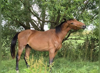 Hannoveraner, Wallach, 3 Jahre, 166 cm, Brauner