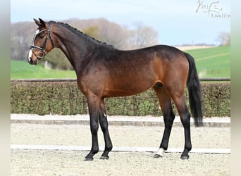 Hannoveraner, Wallach, 3 Jahre, 166 cm, Brauner