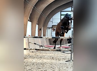 Hannoveraner, Wallach, 3 Jahre, 166 cm, Brauner