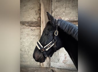 Hannoveraner, Wallach, 3 Jahre, 166 cm, Dunkelbrauner