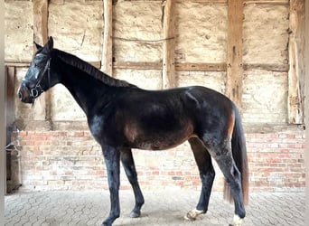 Hannoveraner, Wallach, 3 Jahre, 166 cm, Dunkelbrauner