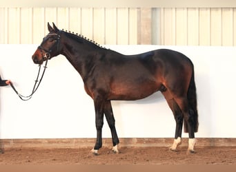 Hannoveraner, Wallach, 3 Jahre, 166 cm, Dunkelbrauner