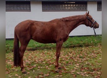 Hannoveraner, Wallach, 3 Jahre, 166 cm, Dunkelfuchs