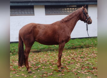 Hannoveraner, Wallach, 3 Jahre, 166 cm, Dunkelfuchs