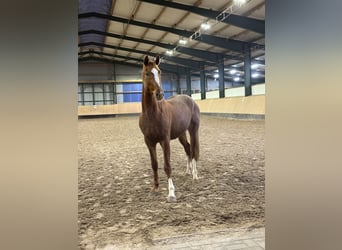 Hannoveraner, Wallach, 3 Jahre, 166 cm, Fuchs
