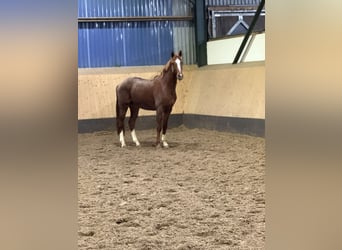 Hannoveraner, Wallach, 3 Jahre, 166 cm, Fuchs
