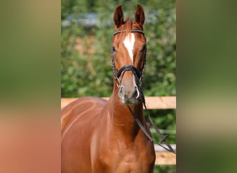 Hannoveraner, Wallach, 3 Jahre, 166 cm, Fuchs