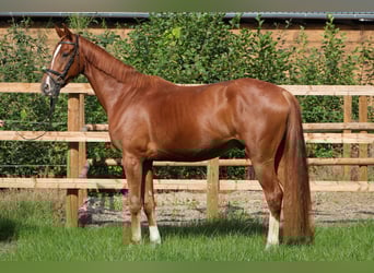 Hannoveraner, Wallach, 3 Jahre, 166 cm, Fuchs
