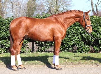 Hannoveraner, Wallach, 3 Jahre, 166 cm, Fuchs