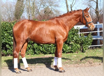 Hannoveraner, Wallach, 3 Jahre, 166 cm, Fuchs