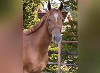 Hannoveraner, Wallach, 3 Jahre, 166 cm, Fuchs