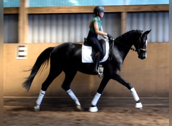 Hannoveraner, Wallach, 3 Jahre, 166 cm, Rappe