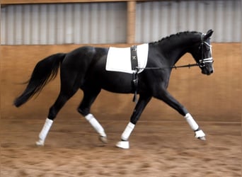 Hannoveraner, Wallach, 3 Jahre, 166 cm, Rappe