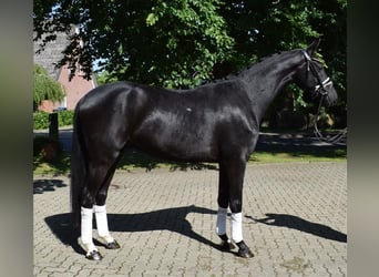 Hannoveraner, Wallach, 3 Jahre, 166 cm, Rappe