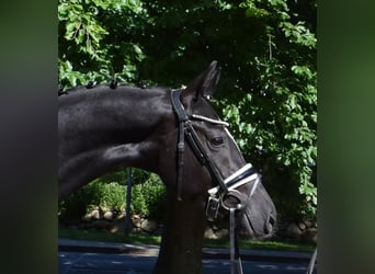 Hannoveraner, Wallach, 3 Jahre, 166 cm, Rappe