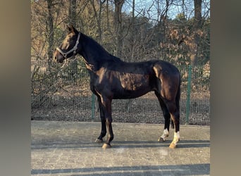 Hannoveraner, Wallach, 3 Jahre, 166 cm, Schwarzbrauner