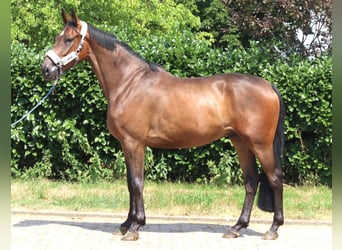 Hannoveraner, Wallach, 3 Jahre, 167 cm, Brauner