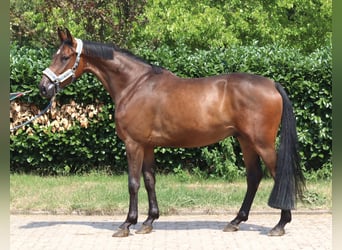 Hannoveraner, Wallach, 3 Jahre, 167 cm, Brauner