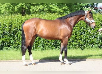 Hannoveraner, Wallach, 3 Jahre, 167 cm, Brauner
