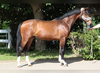 Hannoveraner, Wallach, 3 Jahre, 167 cm, Brauner