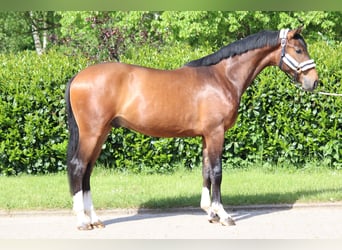 Hannoveraner, Wallach, 3 Jahre, 167 cm, Brauner