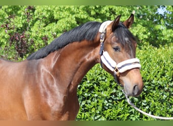 Hannoveraner, Wallach, 3 Jahre, 167 cm, Brauner