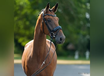 Hannoveraner, Wallach, 3 Jahre, 167 cm, Brauner