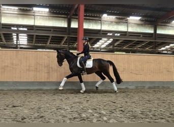 Hannoveraner, Wallach, 3 Jahre, 167 cm, Brauner