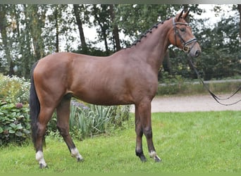 Hannoveraner, Wallach, 3 Jahre, 167 cm, Brauner