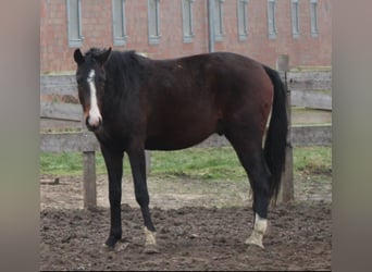 Hannoveraner, Wallach, 3 Jahre, 167 cm, Dunkelbrauner