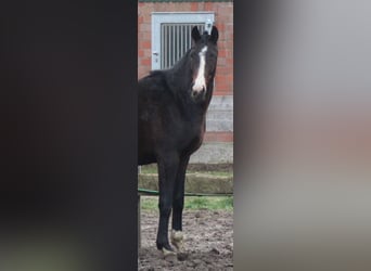 Hannoveraner, Wallach, 3 Jahre, 167 cm, Dunkelbrauner
