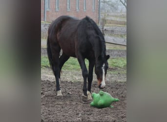 Hannoveraner, Wallach, 3 Jahre, 167 cm, Dunkelbrauner