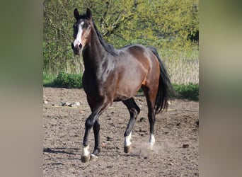 Hannoveraner, Wallach, 3 Jahre, 167 cm, Dunkelbrauner