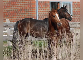 Hannoveraner, Wallach, 3 Jahre, 167 cm, Dunkelbrauner