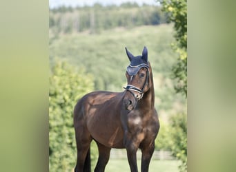 Hannoveraner, Wallach, 3 Jahre, 167 cm, Dunkelbrauner