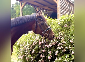 Hannoveraner, Wallach, 3 Jahre, 167 cm, Dunkelbrauner