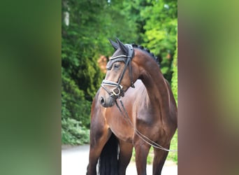 Hannoveraner, Wallach, 3 Jahre, 167 cm, Dunkelbrauner