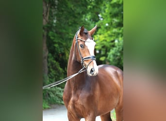 Hannoveraner, Wallach, 3 Jahre, 167 cm, Dunkelbrauner