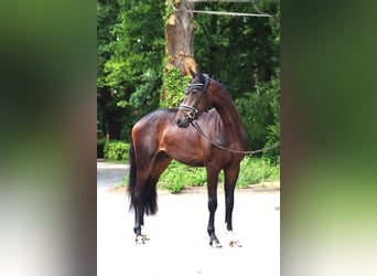 Hannoveraner, Wallach, 3 Jahre, 167 cm, Dunkelbrauner