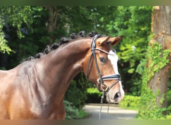 Hannoveraner, Wallach, 3 Jahre, 167 cm, Dunkelbrauner