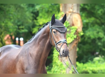 Hannoveraner, Wallach, 3 Jahre, 167 cm, Dunkelbrauner