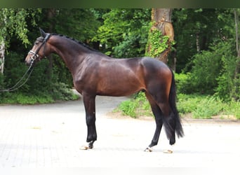 Hannoveraner, Wallach, 3 Jahre, 167 cm, Dunkelbrauner