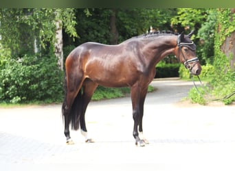 Hannoveraner, Wallach, 3 Jahre, 167 cm, Dunkelbrauner