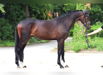 Hannoveraner, Wallach, 3 Jahre, 167 cm, Dunkelbrauner
